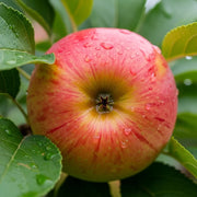 Cordon 'Braeburn Hillwell' Apple Tree | 5ft | Bare Root